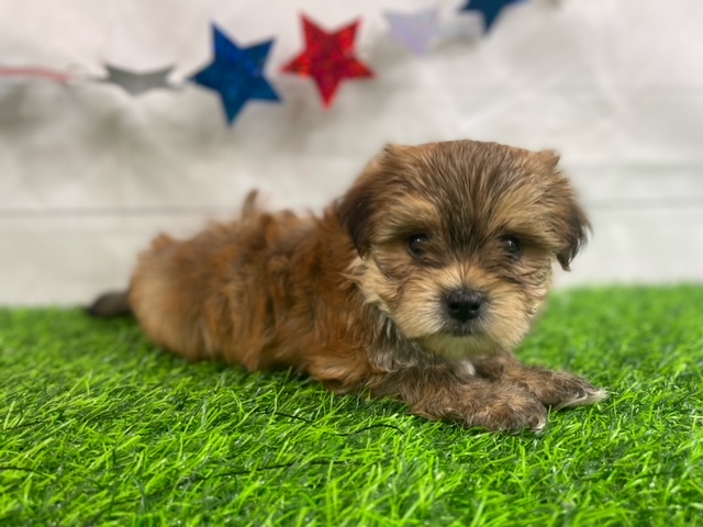 puppy, for, sale, Yorkie/Maltese, Alisa  Breedlove, dog, breeder, Waynesville, MO, dog-breeder, puppy-for-sale, forsale, nearby, find, puppyfind, locator, puppylocator, aca